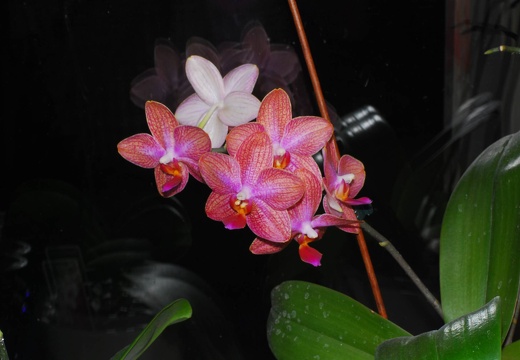 DSD 4930