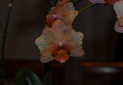 DSD 6357