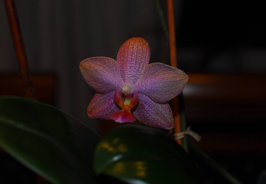 DSD 6363