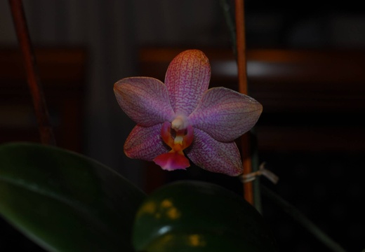 DSD 6364