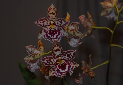 DSD 6365