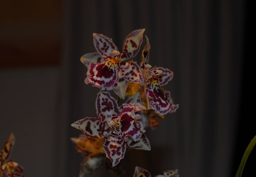 DSD 6366