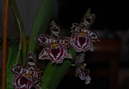 DSD 6367
