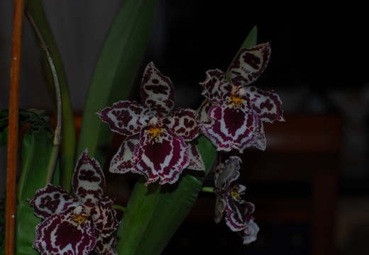 DSD 6368