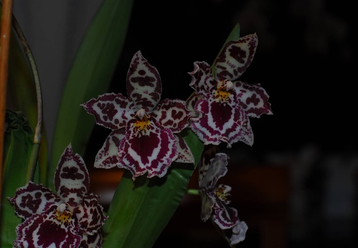 DSD 6369