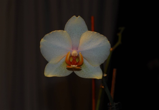 DSD 6370
