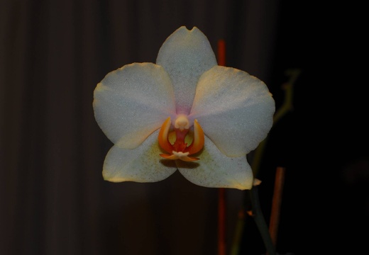 DSD 6371