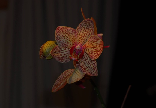 DSD 6376
