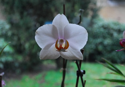 DSD 6448