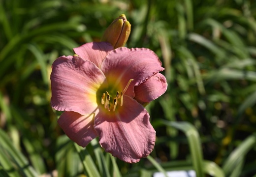  DSQ0983