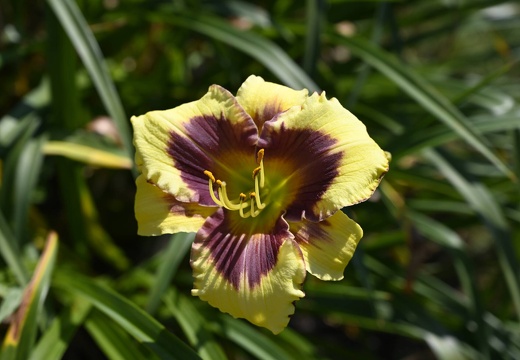  DSQ0984