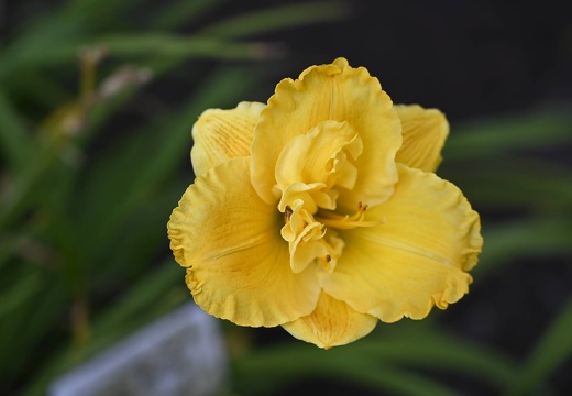  DSQ0985