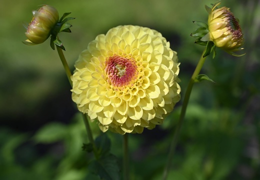  DSQ0986