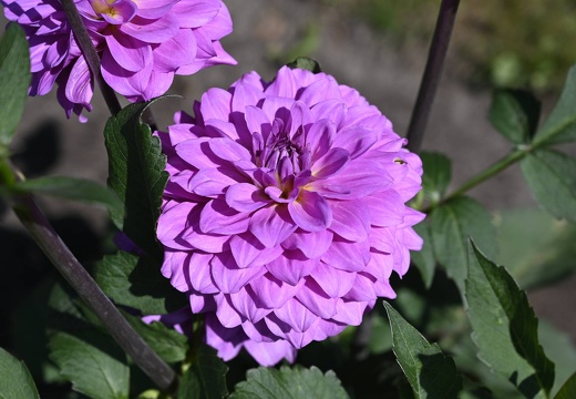  DSQ0987