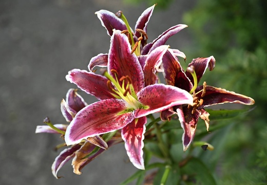  DSQ0989