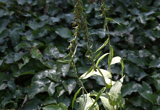  DSQ0994