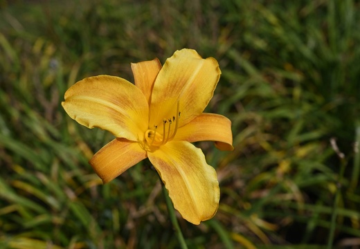  DSQ1036