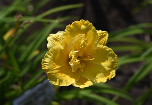  DSQ1037