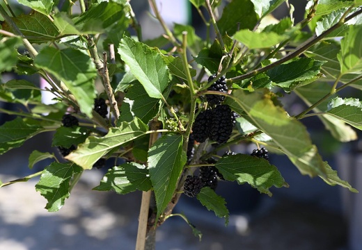  DSQ0963