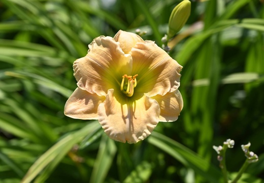  DSQ0970