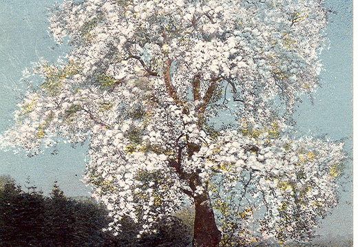 Image1-800