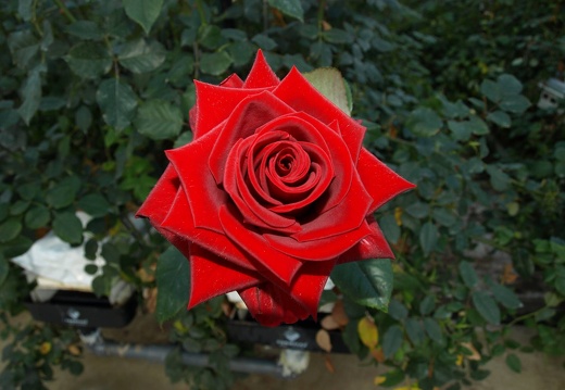 SB215414