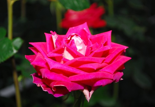 DSE 2537