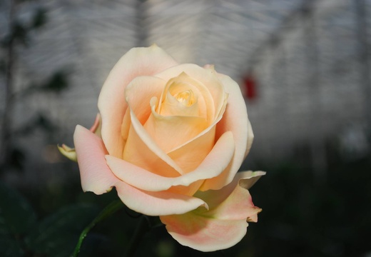 DSE 2539