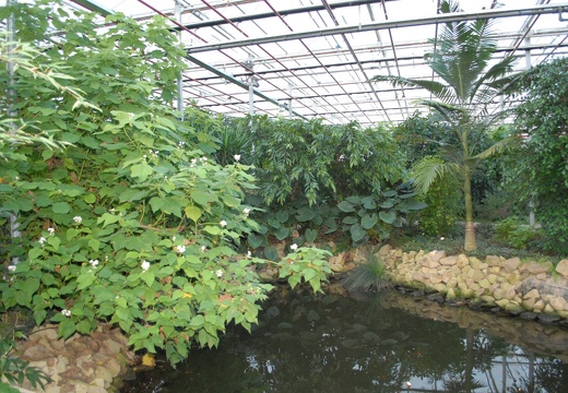 DSE 2555